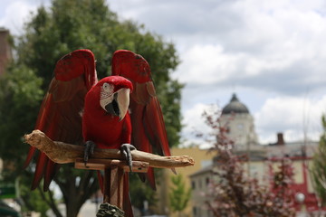 Parrot hanging out on Kirkwood in Bloomington, Ind., with Monroe County Courthouse in the background