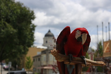 Parrot hanging out on Kirkwood in Bloomington, Ind., with Monroe County Courthouse in the background