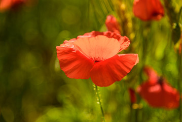 Poppy field