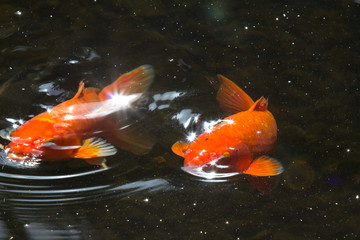 Koi fish, fancy carps