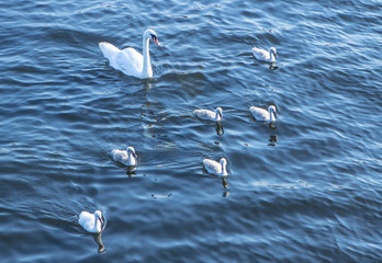 Swan family