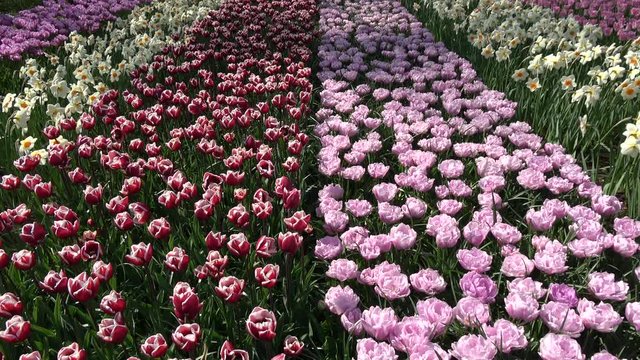 Footage of flower bed with rows of colorful flowers on left row of yellow narcissus daffodils then red and white tulips then pink tulips and on right yellow narcissus daffodils again springtime scene