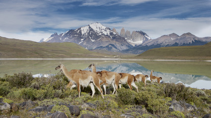 Obraz premium Guanaco (Lama guanicoe) herd with the Torres in the background, Torres del Paine NP, Chile.