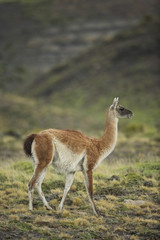 guanaco (Lama guanicoe) - 166829600
