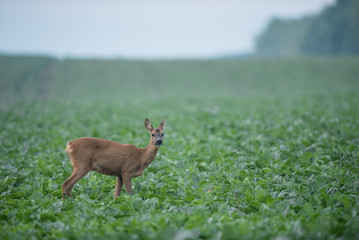 Une chevrette de profil mange dans un champs de betteraves. Capreolus capreolus.