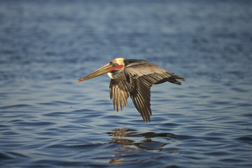 Brown Pelican (Pelecanus occidentalis californicus), Guerrero Negro, BAja California Sur, Mexico