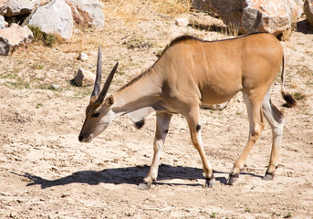 Antelope in the park