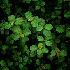 Fototapeta premium green leave for background, top view
