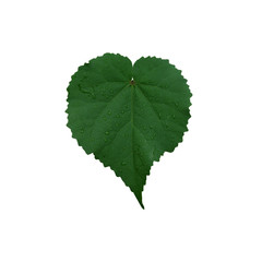 green leaf with water drops on white background