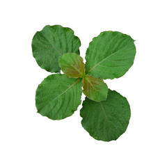 green leaf with water drops on white background