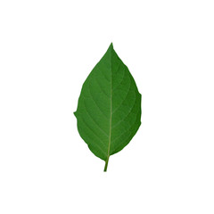 green leaf on white background