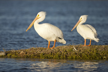American White Pelican (Pelecanus erythrorhynchos), Guerrero Negro, Baja California Sur, Mexico