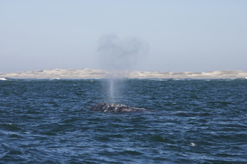 California gray whale (Eschrichtius robustus) in the waters of Ojo de Liebre Lagoon, Guerrero Negro, Baja California Sur, Mexico.