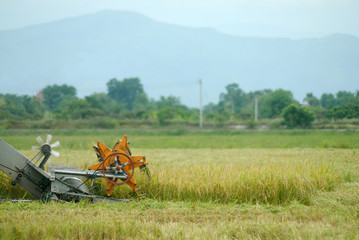 Fototapeta na wymiar combine harvester working in the rice field