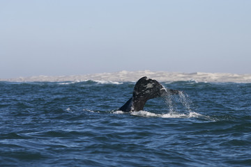 Obraz premium California gray whale (Eschrichtius robustus) in the waters of Ojo de Liebre Lagoon, Guerrero Negro, Baja California Sur, Mexico.