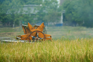 combine harvester working in the rice field