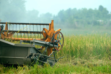 combine harvester working in the rice field