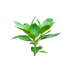young tree on white background