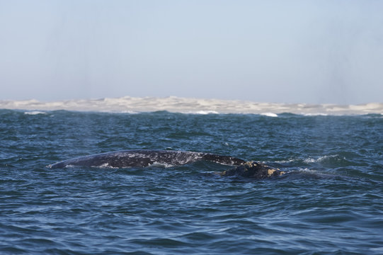 California gray whale (Eschrichtius robustus) in the waters of Ojo de Liebre Lagoon, Guerrero Negro, Baja California Sur, Mexico.