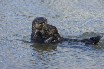 Sea otter (Enhydra lutris), Monterrey Bay, California