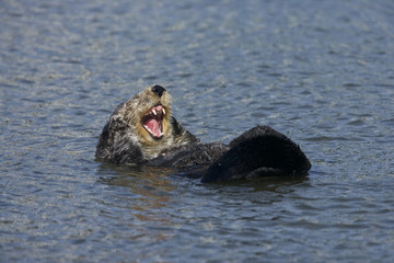 Fototapeta premium Sea otter (Enhydra lutris), Monterrey Bay, California