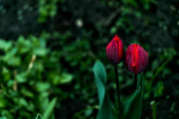 Obraz na płótnie Canvas czerwone tulipany