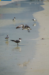 Seagull on water