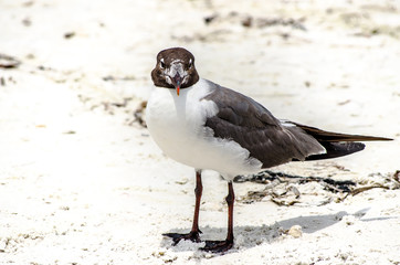 Seagull on the beach