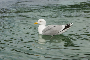 Sea gull relaxing in the sea