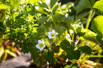 Rows of Strawberry plants in a strawberry field