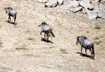 Wildebeest in the park