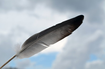 Symbolic image of freedom. Feather on cloudy sky background.