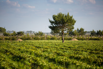 Fototapeta premium Rows of Strawberry plants in a strawberry field