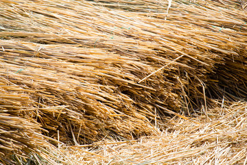 Yellow hay is dried on the ground as a background