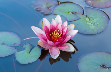 Blossom pink water lily in a pond surrounded by green leaves