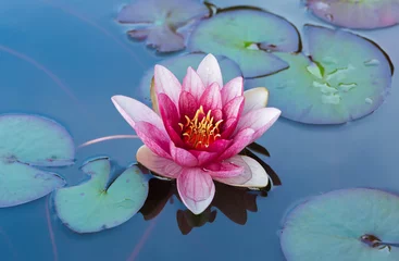 Door stickers Waterlillies Blossom pink water lily in a pond surrounded by green leaves