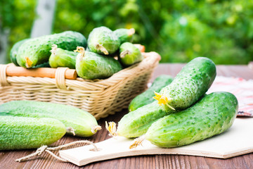 Fresh cucumbers on the cutting board and in a basket on a wooden table in the background of the garden
