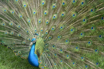 Pfau Pfauenrad Zoo Stuttgart Wilhelma
