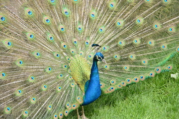 Obraz premium Pfau Pfauenrad Zoo Stuttgart Wilhelma