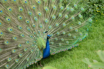 Obraz premium Pfau Pfauenrad Zoo Stuttgart Wilhelma