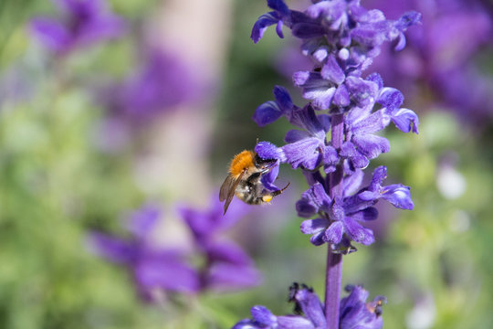 Honeybee collecting pollen from purple flowers.