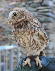 Small owl (Athene noctua)