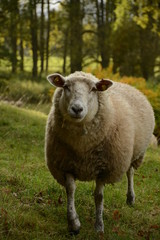 Schaf Norddeutschland Schleswig-Holstein
