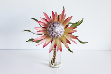 King Protea