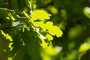 Green leaves on an oak tree in the nature