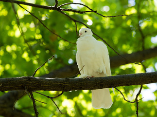 White dove in the forest on a green nature