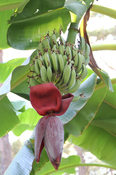 Green organic bananas with blossom