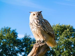 Obraz premium Portrait of Siberian eagle owl, Bubo Bubo sibiricus, perching on tree trunk