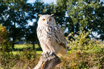 Portrait of Siberian eagle owl, Bubo Bubo sibiricus, perching on tree trunk