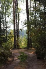 forest
